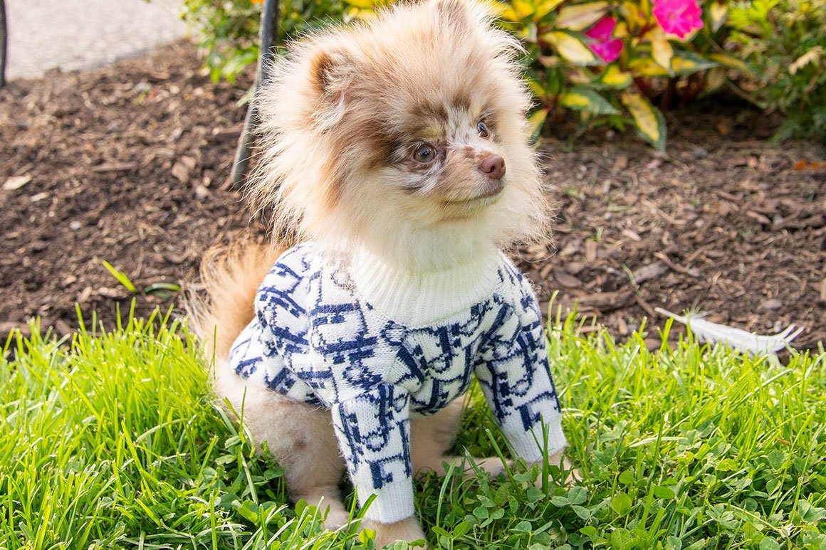 LATEST PRODUCTS | Zampa