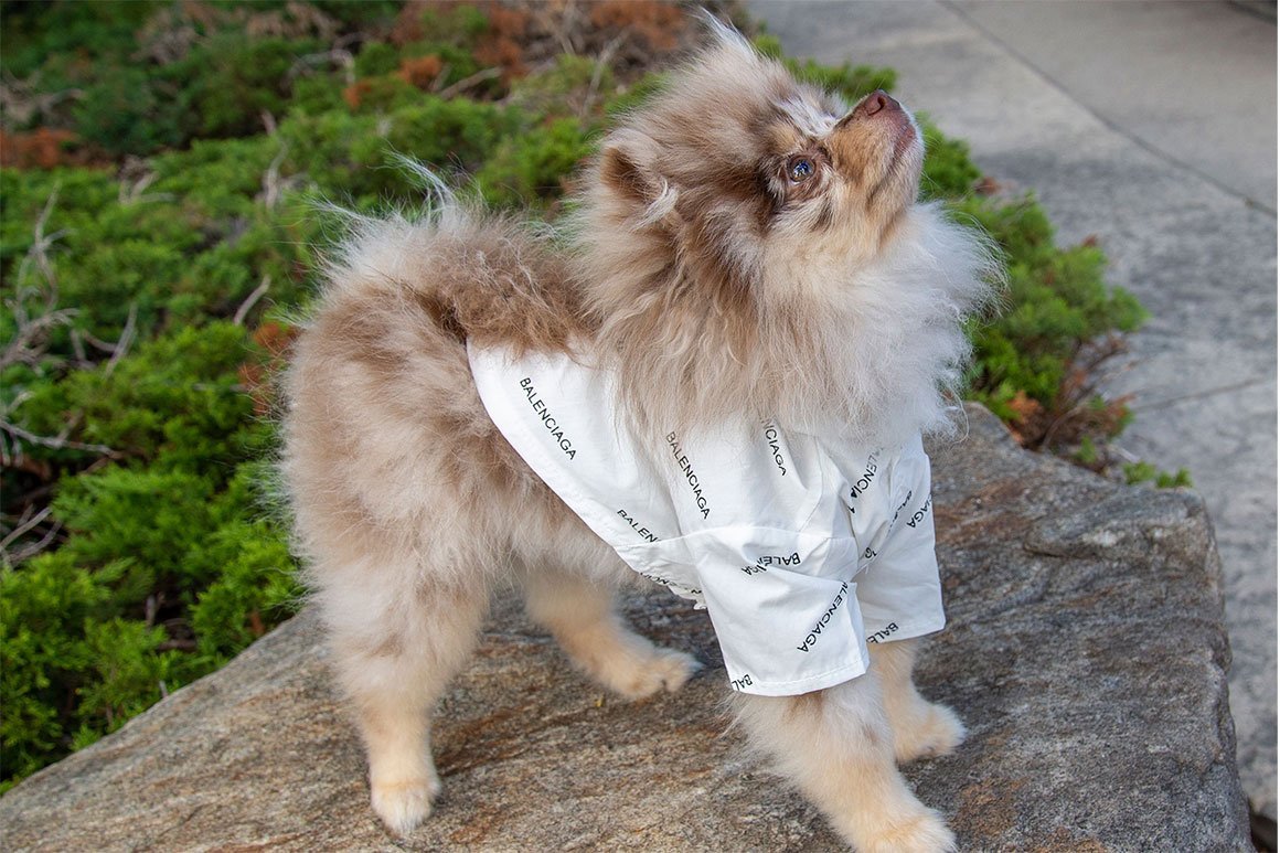 LUXURY CANINE CLOTHING | Zampa